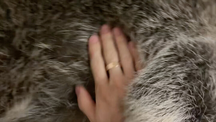 Tìm hiểu về lông chồn gấu mèo!