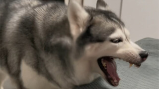 怎么还有小狗会拒绝上床睡的