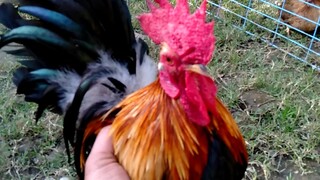 Japanese bantam (Chabo)
