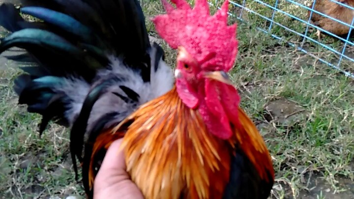 Japanese bantam (Chabo)