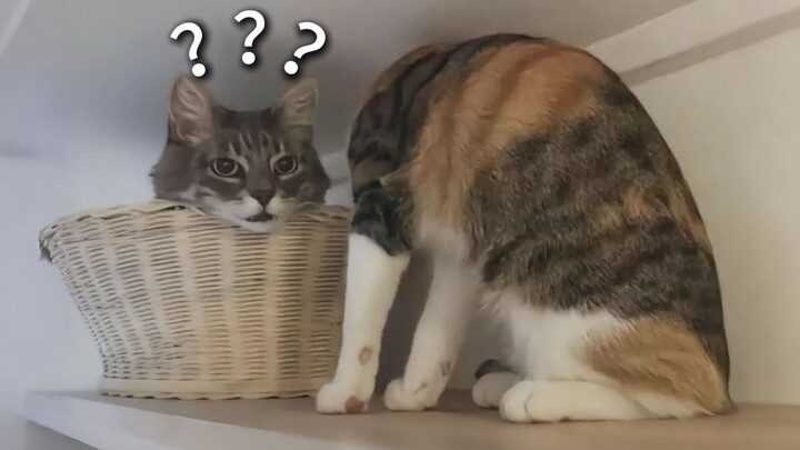 “A Wild Collection of Animals’ Confusing Behaviors 250”