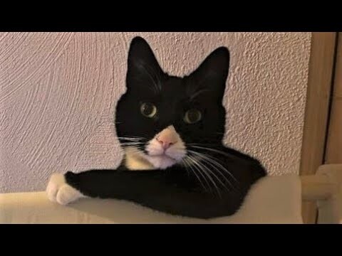 Funny animals - Funny cats / dogs - Funny animal videos 259