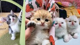 Mèo Con Dễ Thương 😺😸😻 Mèo Con Mặt Búng Ra Sữa