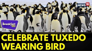 The Breakfast Club | World Penguin Day: Celebrating The Adorable Tuxedo-Wearing Bird | News18