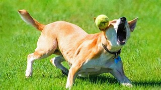 Funny Cats And Dogs Videos 🐱🐶 Funniest Animals - Videos of Funny Animals ZZZ