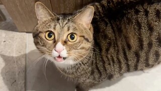 全网累计两百多万人看过我家小猫学狗叫了