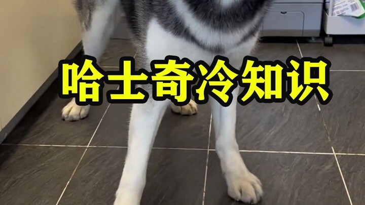 Husky Trivia