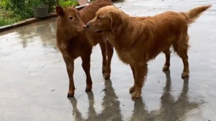 You know what? My doggie has his own best friend too!