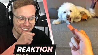 TRY NOT TO LAUGH 61.0 😂 | Reaktion