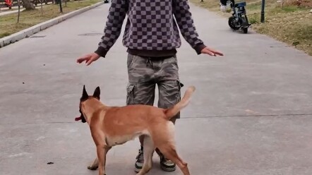 “Dog Trainer” – Douban rating: 4.1