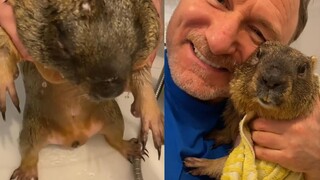 อาบน้ำให้ตัวมาร์มอตหนัก 30 จิน น้องตัวเล็กส่งเสียงร้องอย่างสุดใจขาดดิ้น!