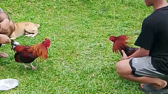 🐓
