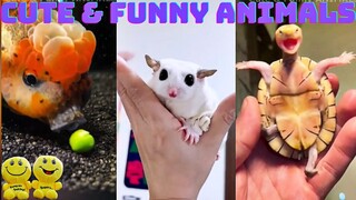 😍 Best of May 2023! Cute & Funny ANIMALS 😂 You will laugh all day long! Pets, Domestic, Wild, Exotic