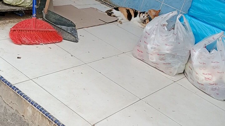 pasangan serasi