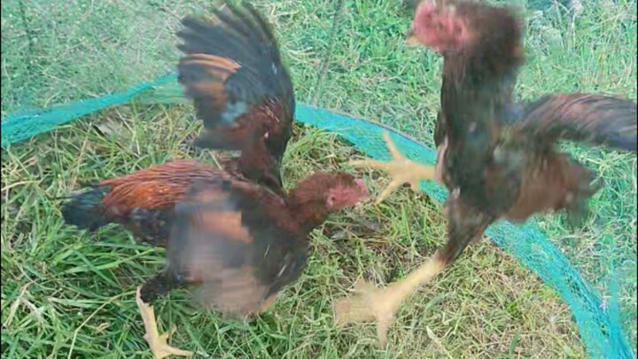 El Matador and EmpiLights teenage years.