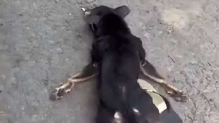 The pup stole some food—time to teach it a lesson, but it’s so sly…!