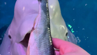 อาหารเสร็จแล้ว อยากหลอกเจ้าดำน่ะ ยากจริงๆ