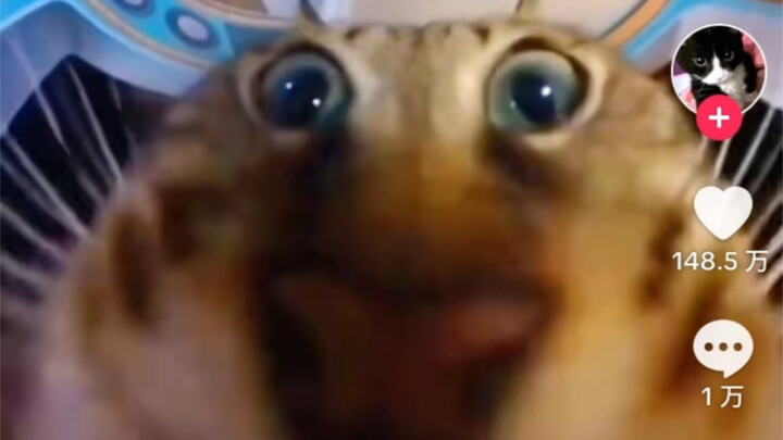 A mukbang cat with a million TikTok likes—let’s check out the hot comments from international netize