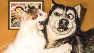 Angry Cat and Funny Dog Videos Compilations  - Try Not To Laugh Challange | Pet Squad