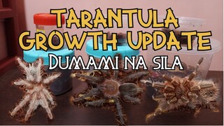 Vlog #03 My Tarantula Growth Update and feedings