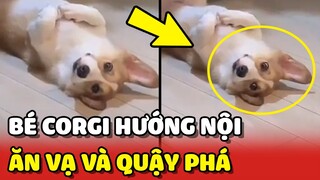 Siêu quậy Corgi với sở trường ĂN HẠI và ĂN VẠ khiến Sen đau đầu 😂 | Yêu Lu