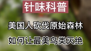 【针味科普】美国人砍伐原始森林，如何让最美鸟类灭绝