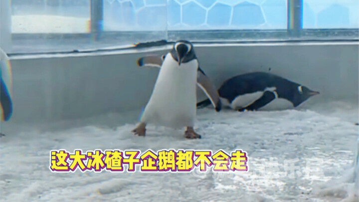 เพนกวิน: ทุกคนเข้าใจไหม บ้านเกิดฉันไม่ลื่นขนาดนี้เลย!