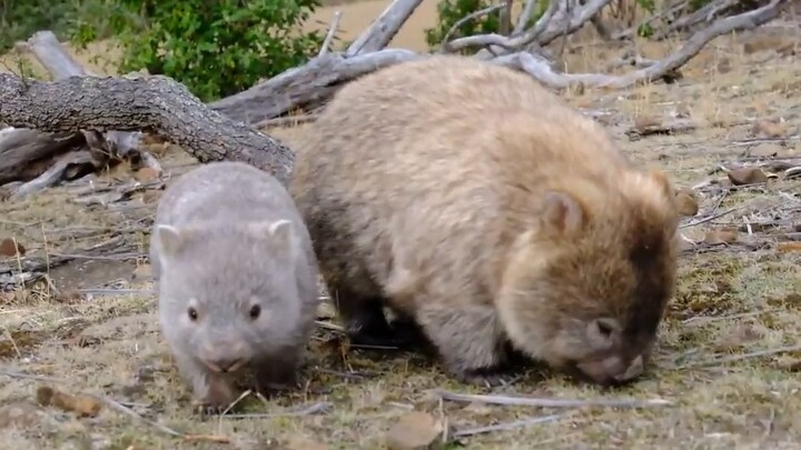 【Wombat】Bayi wombat bersama induknya keluar mencari makan, begitu menggemaskan