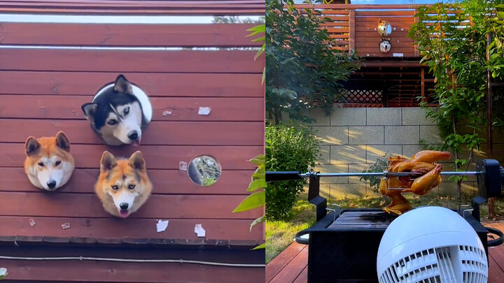 Dog head growing on the wall? A woman's outdoor barbecue attracts dogs to watch, and netizens: drool