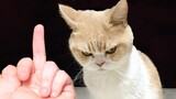 Angry - Funny Dogs & Cats That Will Make Your Day Better