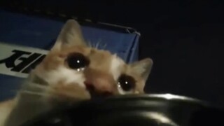【tiktok难绷抽象记录#190】
