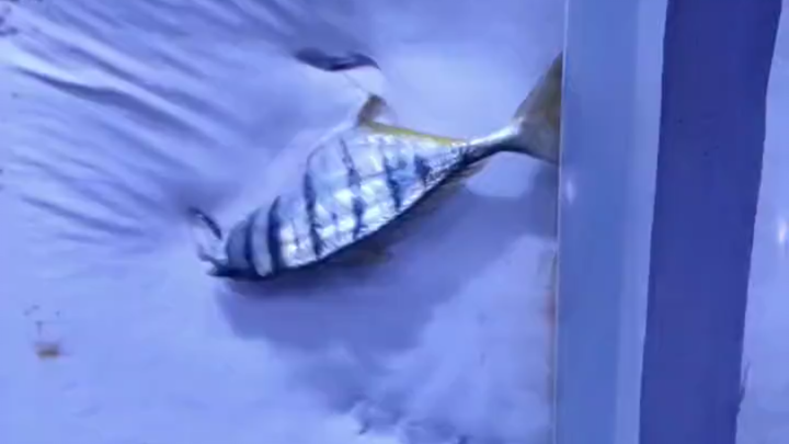 The snack plate is so thoughtful—eating it in secret with a coworker, afraid the others will see and