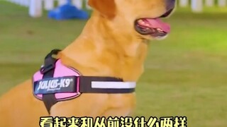 永远不要质疑狗狗对你的爱