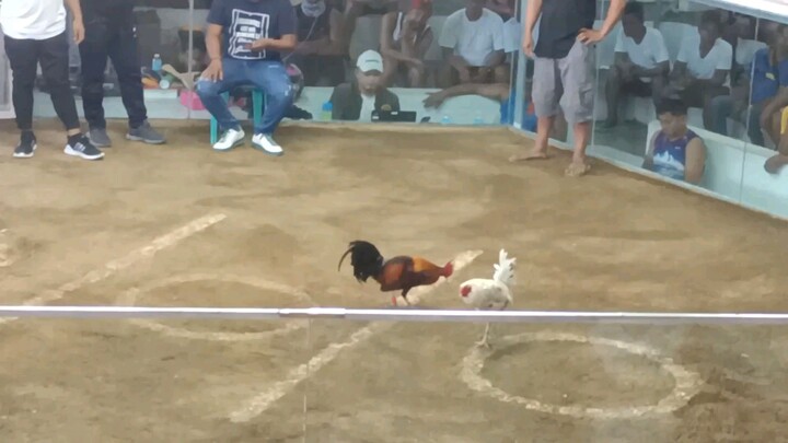 ulikba white wins cock