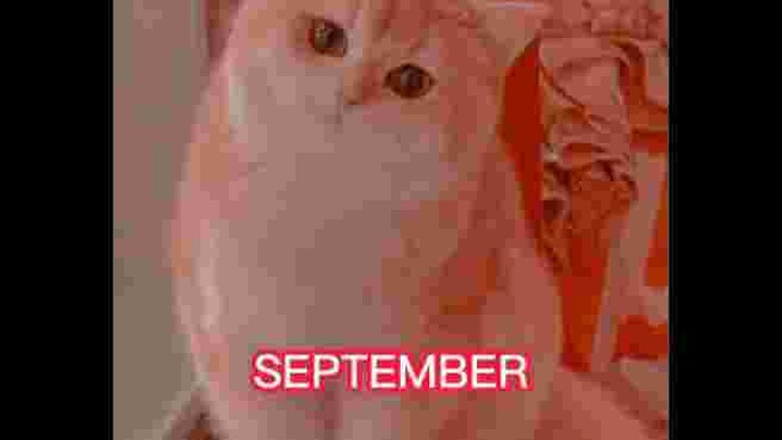 Pilih Kucing dengan bulan lahir kalian