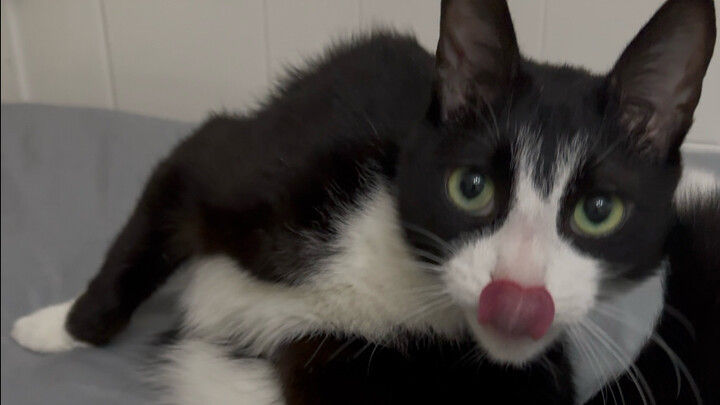 Ban đầu tớ chẳng buồn ngủ lắm, nhưng nếu cậu tranh giành thì tớ lại thấy hào hứng ngay.