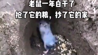 鼠鼠我啊，一年白干了