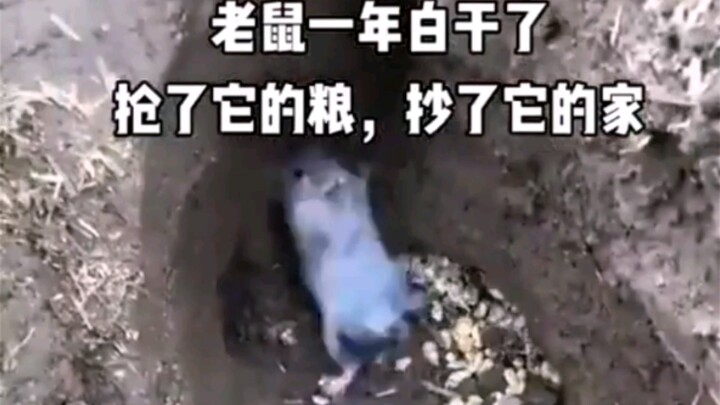鼠鼠我啊，一年白干了