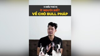 5 điều thú vị ít người biết về chó bull Pháp petnhatrang petonesaigon tuitienpet dcgr