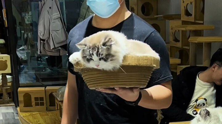 กับดักแมว