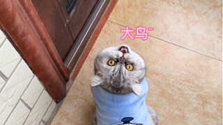 自从上次告诉妈耶鸡屎大鸟后，妈耶就天天吵着要看大鸟