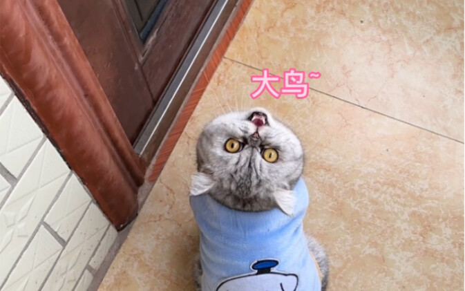 منذ أن أخبرت أمي عن طائر كي شي الكبير في المرة الماضية، أصبحت أمي تصرخ كل يوم راغبة في رؤية الطائر ا