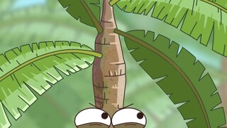 这椰树不对劲，椰子“下岗”西米“上位”