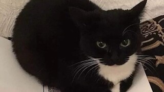 【熟肉/科普】Maxwell猫猫的起源故事