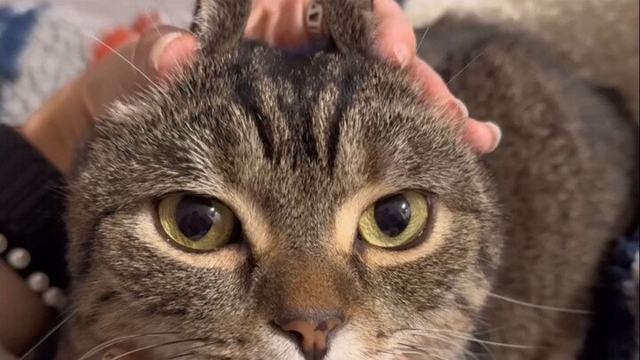 قطة متغيرة الأشكال