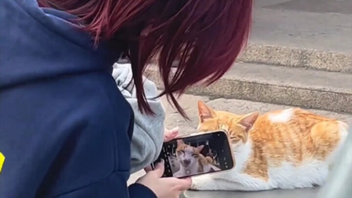 Kucing “Benar-benar benci manusia yang nggak punya batas!”