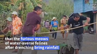 泰国今日连续高温干旱，一村庄为了求雨，献祭了一只日本猫