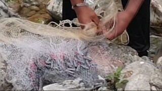 cast net fishing in Nepal | cast netting | himalayan trout fishing |
