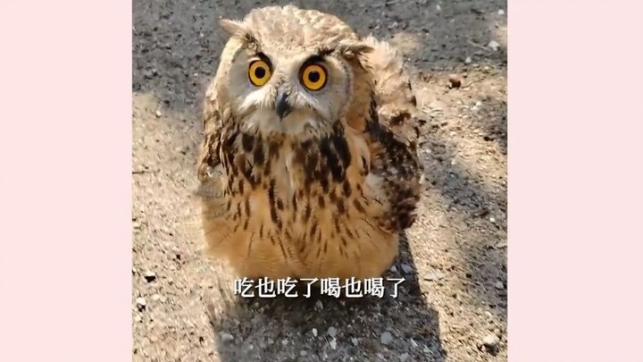 Seberapa pintar sih hewan itu? Bahkan bisa membedakan antara pekerjaan tanpa jabatan tetap dan peker