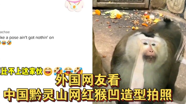 Những chú khỉ nổi tiếng trên mạng ở núi Kiềm Linh, Trung Quốc, biết tạo dáng chụp ảnh nên bỗng nhiên